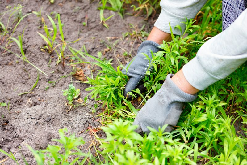 Weeds Pullings in a Garden Bed