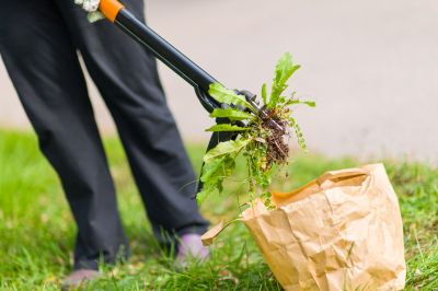 Tools Used for Weeds Pullings